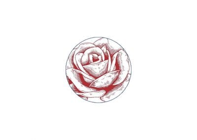 The Modern Rose (v)