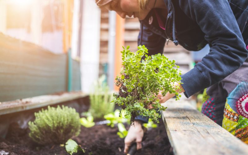 Useful Home Gardening Tips for Beginners
