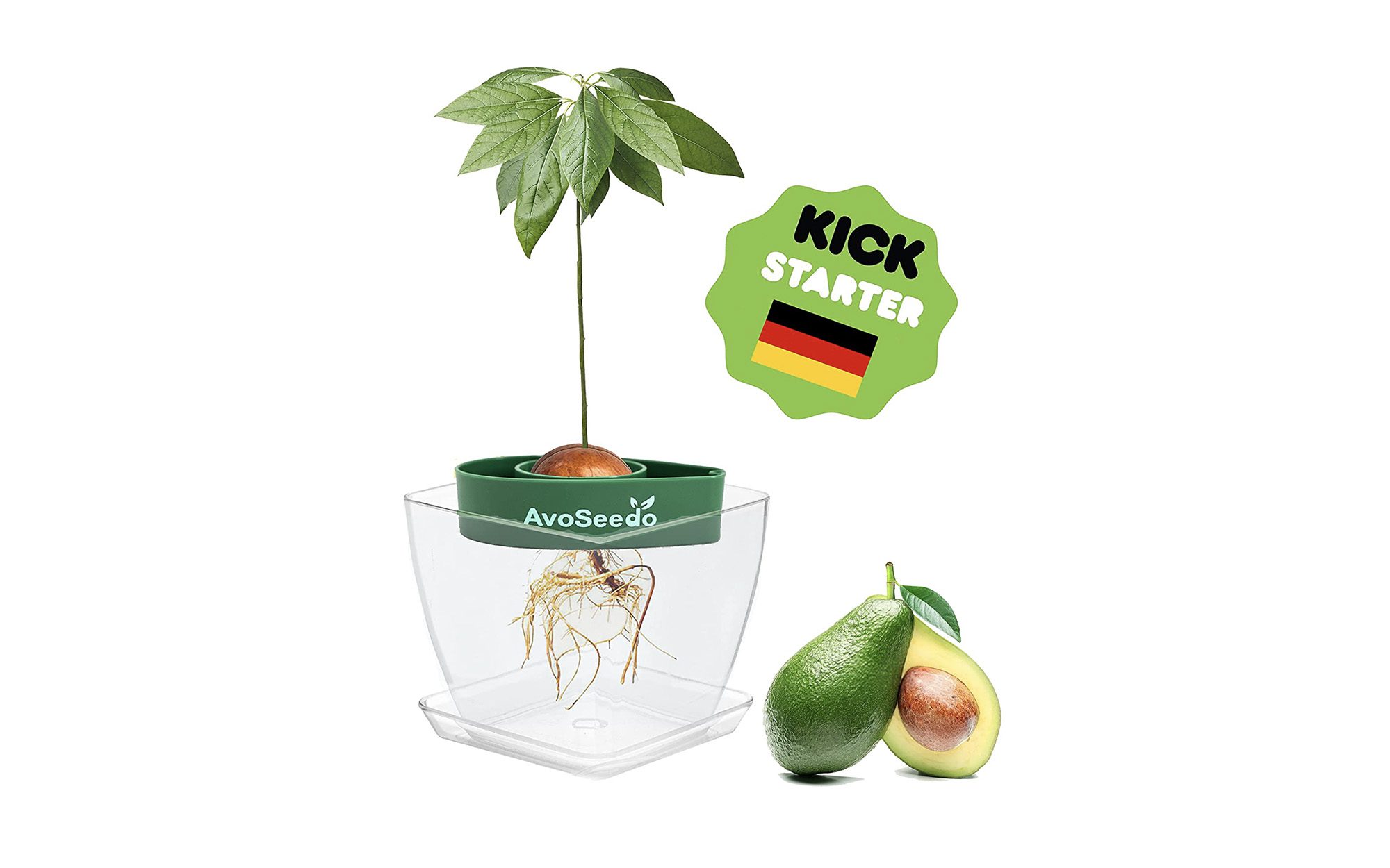 gifts for fruit lovers - 02 Avocado Tree