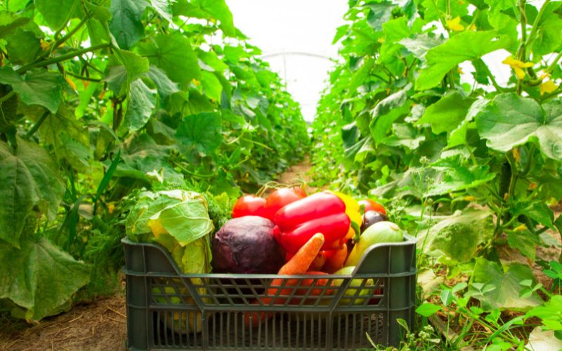 Major Benefits of Growing Vegetables in a Greenhouse
